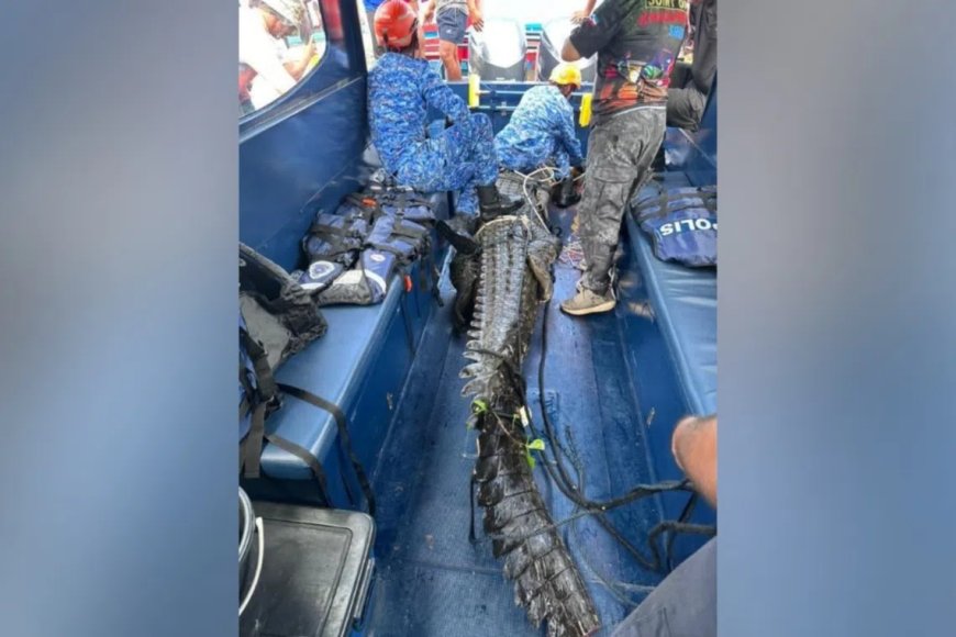 马国沙巴惊见13尺长巨鳄 三执法单位与村民联手擒捕