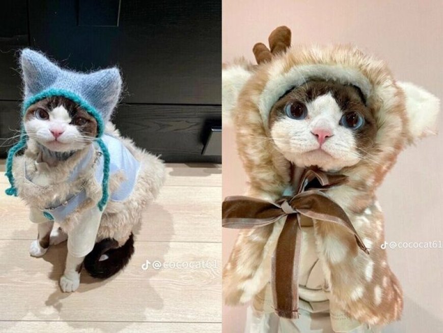 這隻時尚小貓必須追蹤！帥氣小表情＋衣品萌翻了　可鹽可甜比你還會穿搭