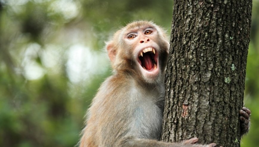 生态环境法典草案聚焦“人兽冲突”：紧急情况造成野生动物损害不担责