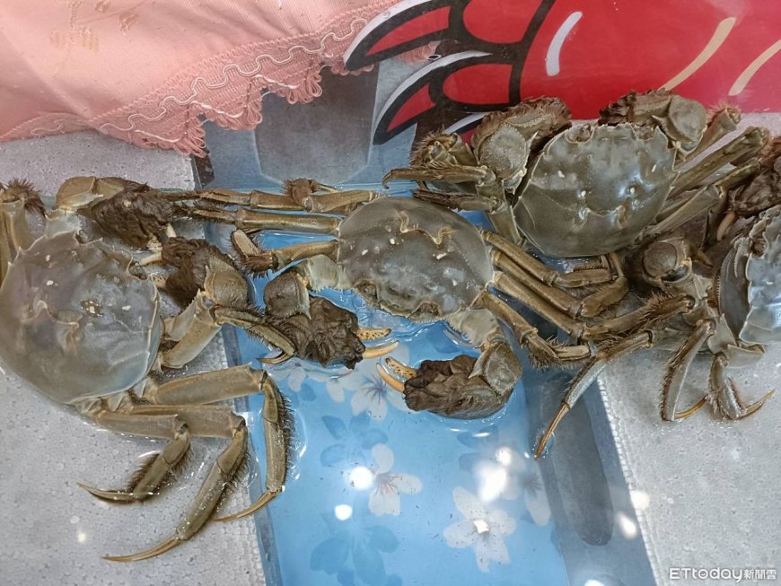 大閘蟹退燒！　養殖戶虧10年「100萬隻剩30萬」