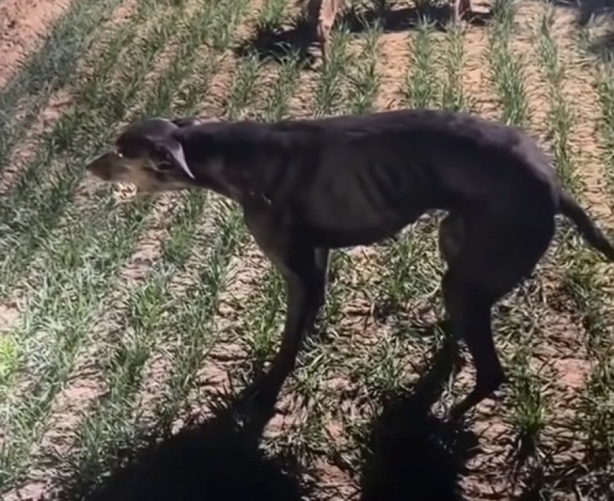 细狗拉练高速跑时突然原地石化生死不明 狗主人：跑了20分钟