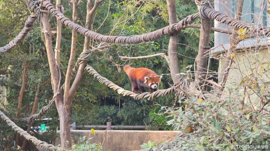 雙城論壇／兩隻赴台小貓熊曝光！　雄性強壯不挑食、雌性害羞甜美