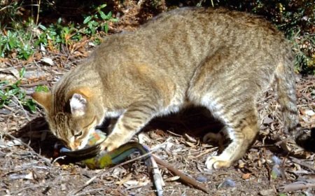 新西兰启动野猫清零计划 2050年前一只不留