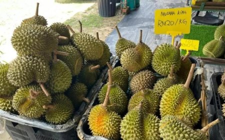 马国榴梿爆量 联邦农业销售局出手收购稳价