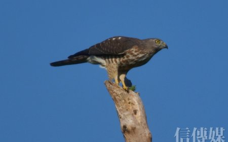 小寒節氣到》中醫揭冬季後段養生關鍵：「藏陽養陰」才能為春天打好底子