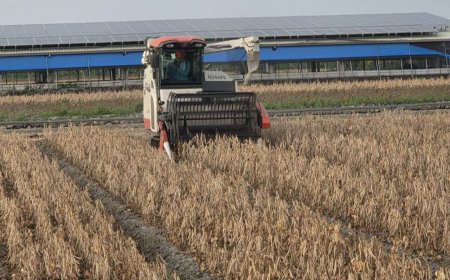 紅豆價止跌回穩！保價機制發揮效益　萬丹契作收購價48.5元