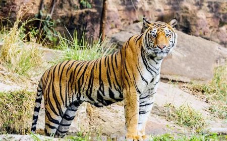 槟城消费人协会警告：马国野外仅剩150头马来亚虎