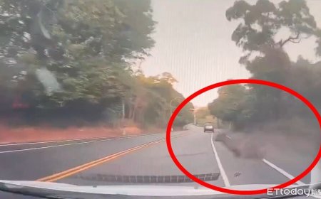 驚險畫面！彰化6天2起水鹿竄出馬路遭撞　「留一撮毛」逃回山林