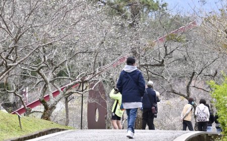 桃園「角板山行館」近300棵梅花開5成　樹下茶席、市集4日限定