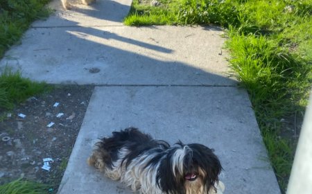 Fremont: Authorities seek person who abandoned five “unkept” dogs last week