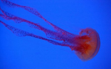 水母海葵也睡觉 研究：为修复神经元DNA