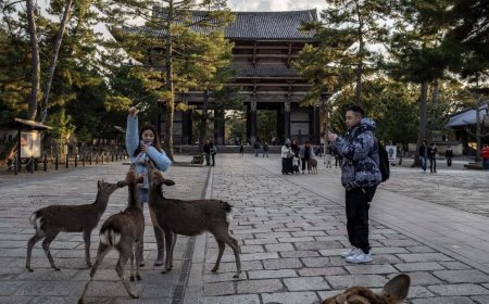 环球时报：春节期间中国赴日航班减少四成