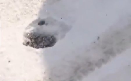 日本的熊不冬眠 寒冬仍有不少熊出没