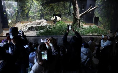 东京上野大熊猫告别 日本首次迎来“无熊猫时代”