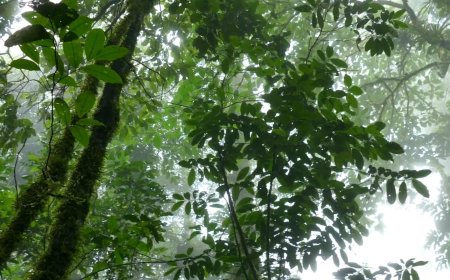 COP30番外篇：熱帶雨林永續基金倡議分析