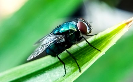 Gov Abbott issues disaster declaration to prevent screwworm fly infestation from spreading into Texas