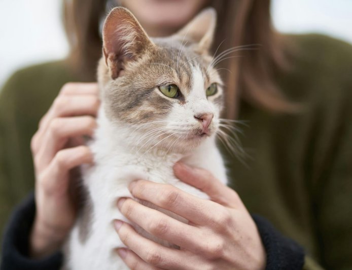 誣指對手產品「有害貓咪健康」挨告　年年飽創辦人被起訴