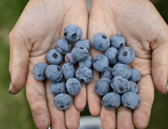 想吃藍莓快買！產季提前＋氣候干擾　全球價格將迎波動期