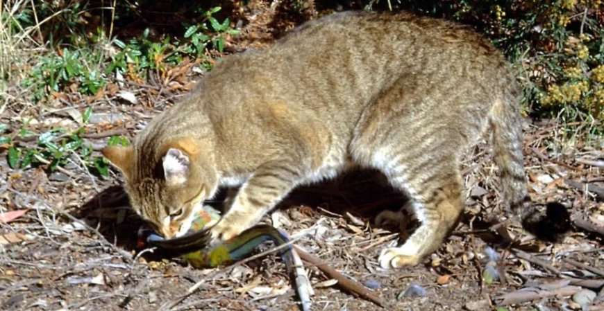 新西兰启动野猫清零计划 2050年前一只不留