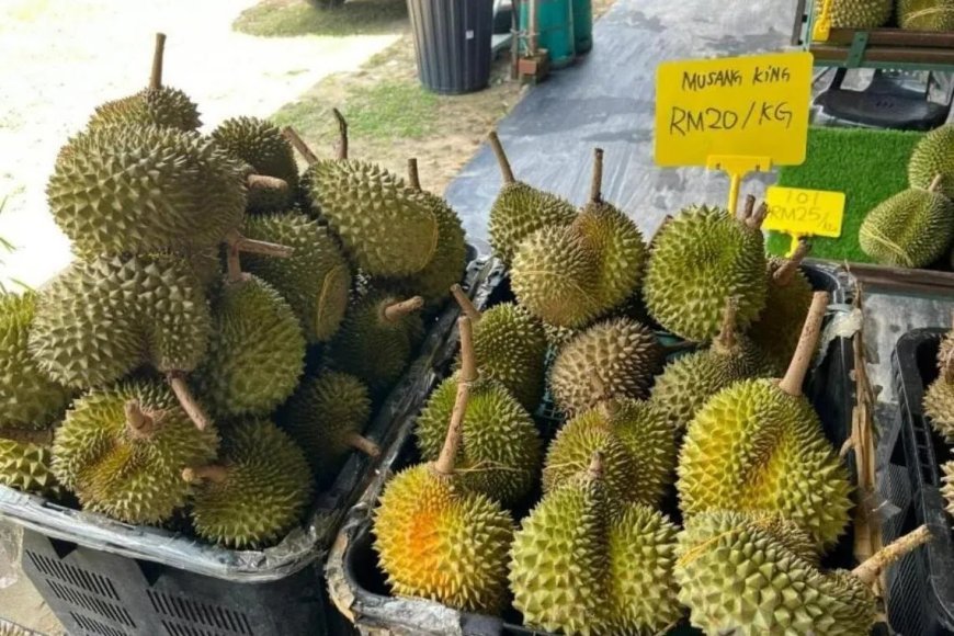 马国榴梿爆量 联邦农业销售局出手收购稳价