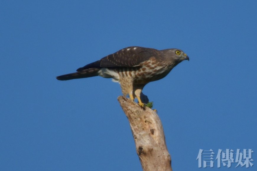 小寒節氣到》中醫揭冬季後段養生關鍵：「藏陽養陰」才能為春天打好底子