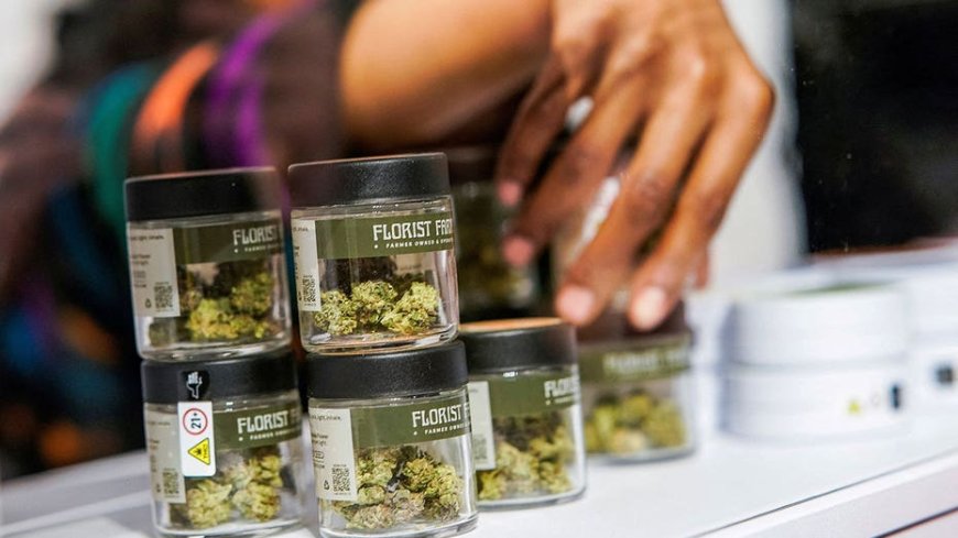 Chicago Catholic university offers courses on running cannabis dispensaries