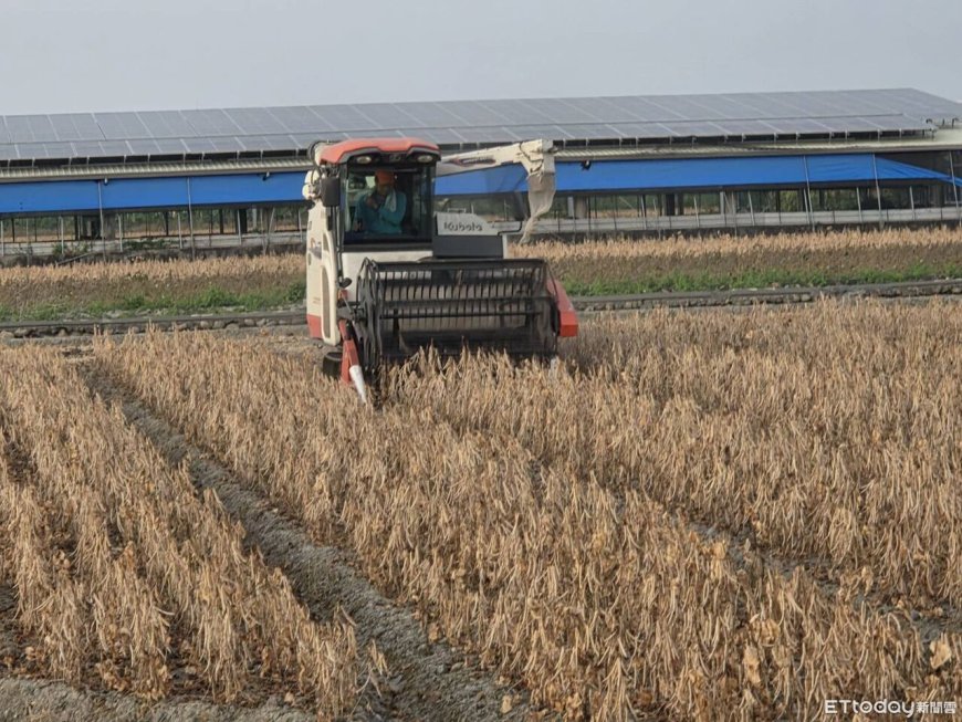 紅豆價止跌回穩！保價機制發揮效益　萬丹契作收購價48.5元