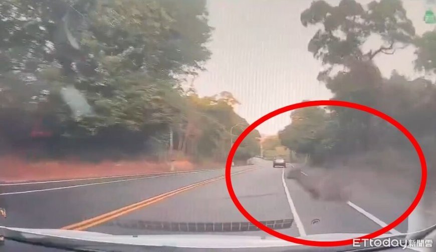 驚險畫面！彰化6天2起水鹿竄出馬路遭撞　「留一撮毛」逃回山林