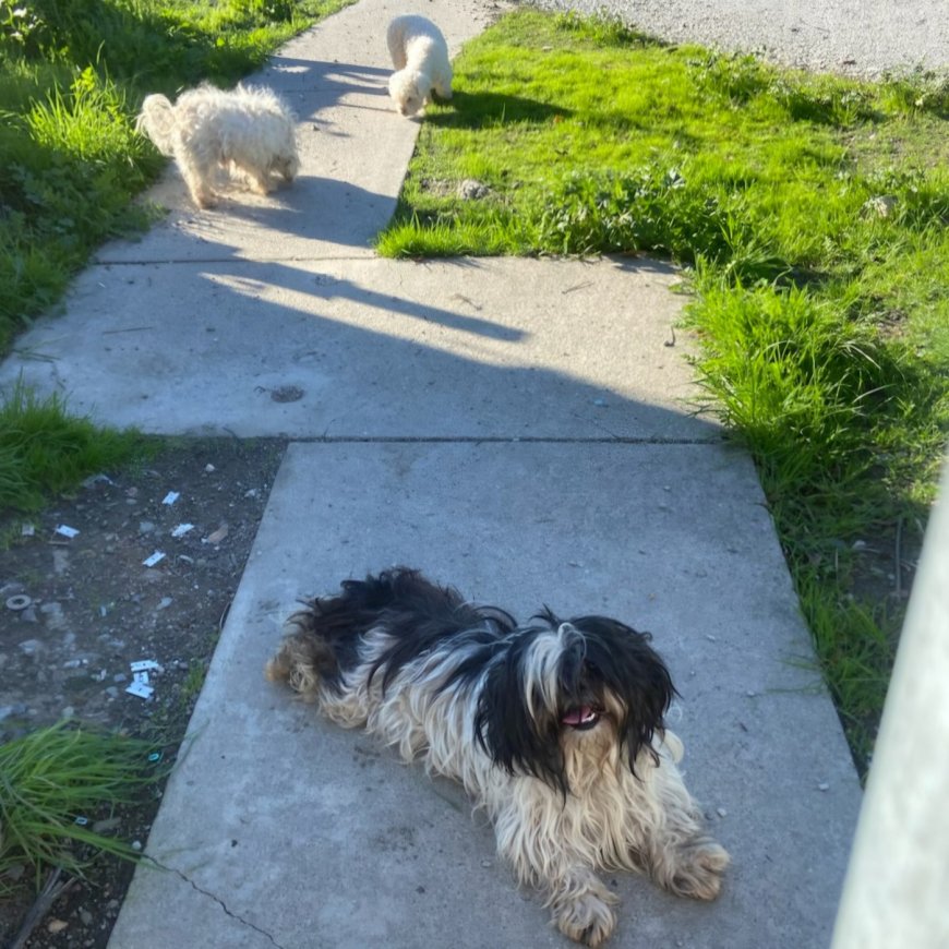 Fremont: Authorities seek person who abandoned five “unkept” dogs last week
