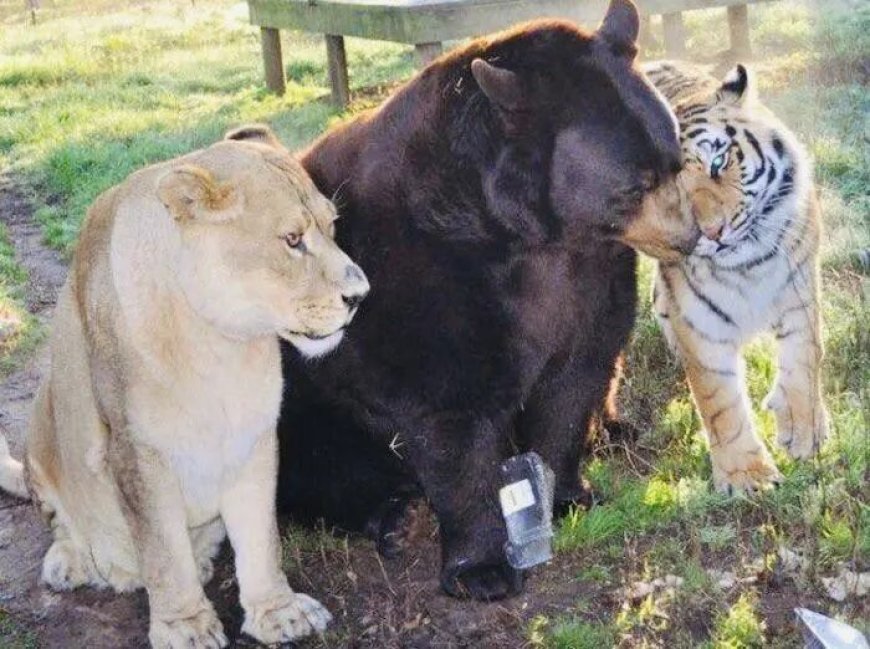 美国一个动物收容所里 黑熊、老虎和狮子成为了好朋友