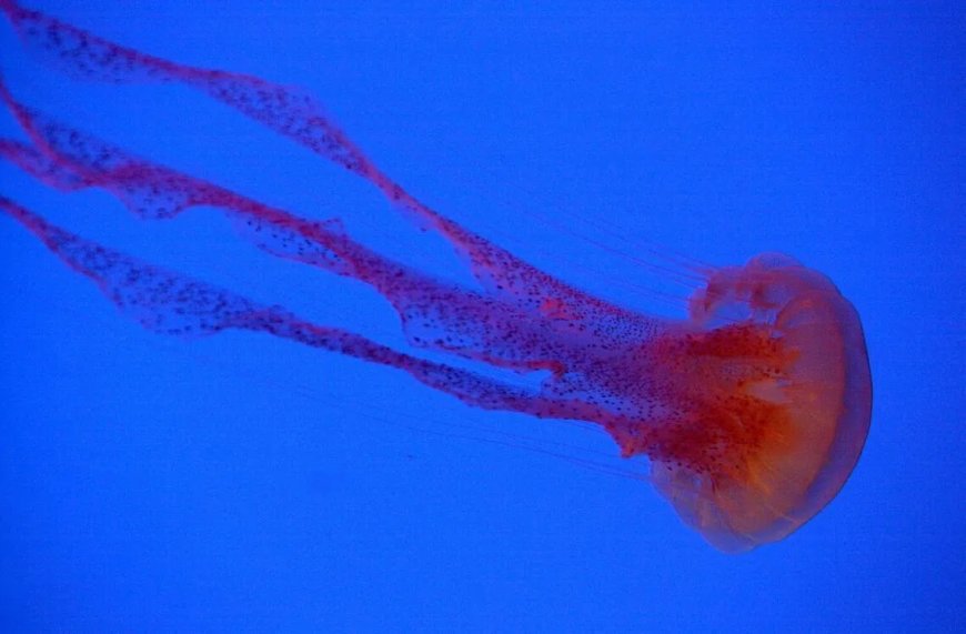 水母海葵也睡觉 研究：为修复神经元DNA