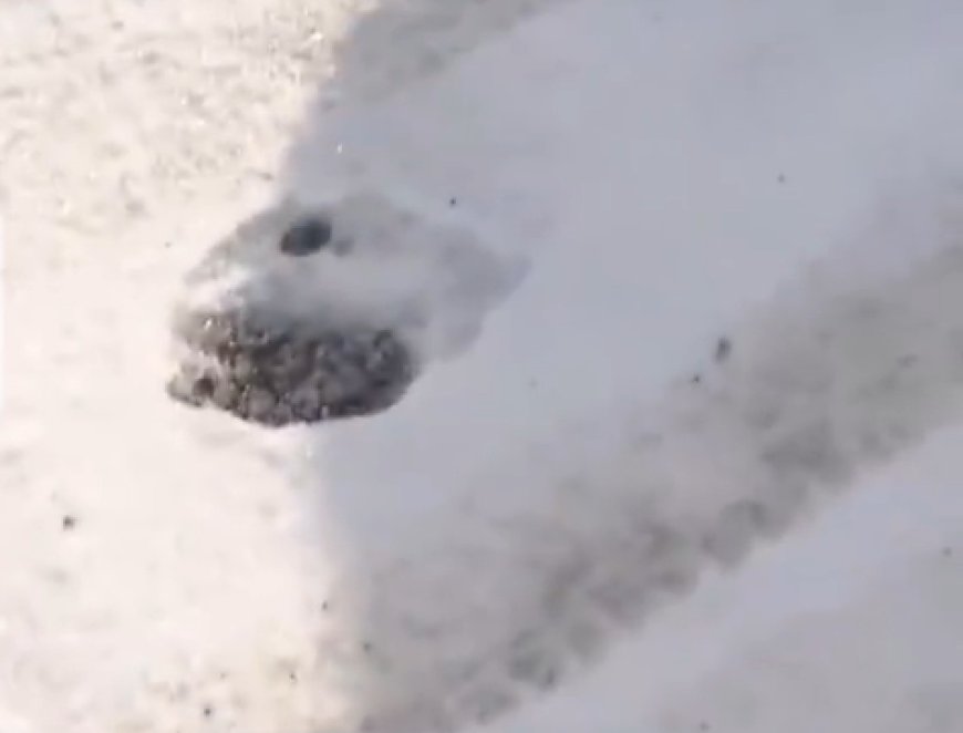 日本的熊不冬眠 寒冬仍有不少熊出没