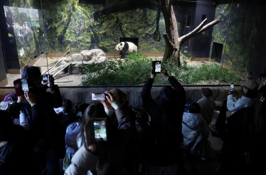 东京上野大熊猫告别 日本首次迎来“无熊猫时代”