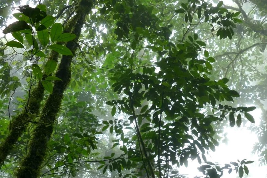 COP30番外篇：熱帶雨林永續基金倡議分析