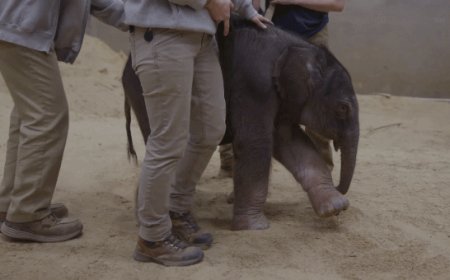 Baby elephant makes historic arrival at Smithsonian's National Zoo as first birth in nearly 25 years