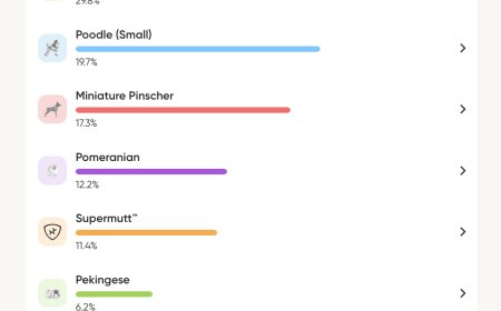 Embark Dog DNA Test Review: My Chiweenie Is Actually a Choodle