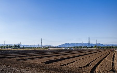 中央一号文件解读｜严防“大棚房”问题反弹回潮，常态化整治高压不减