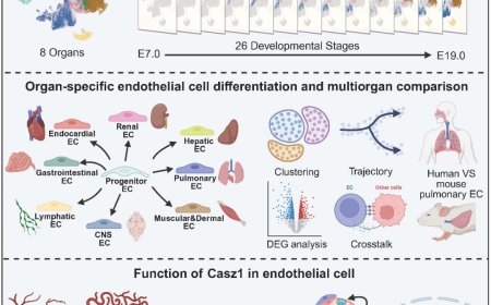 我国科学家破译器官血管“成长地图”，成果登上《细胞》