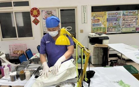 名額有限！高雄「犬貓絕育」補助開跑　每隻最高補1500元1人限2隻