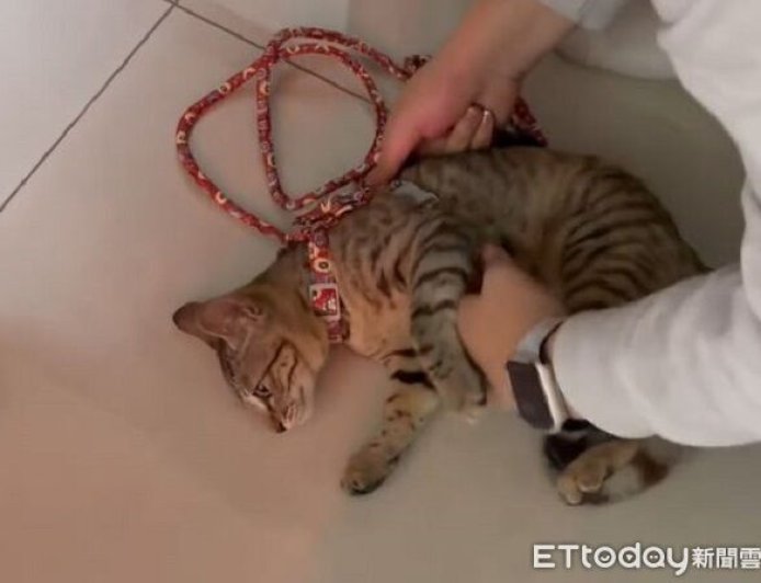 小喵試穿胸背「像中石化術」　軟趴趴突然忘記怎麼走路