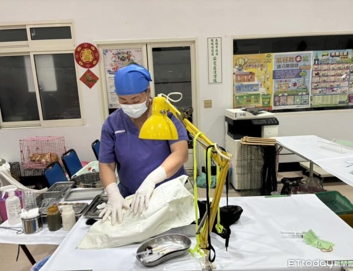 名額有限！高雄「犬貓絕育」補助開跑　每隻最高補1500元1人限2隻