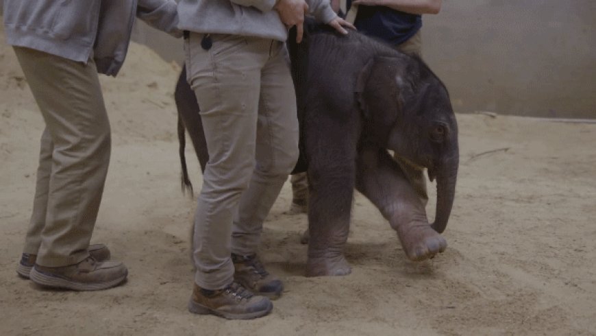 Baby elephant makes historic arrival at Smithsonian's National Zoo as first birth in nearly 25 years