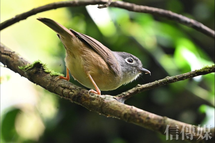 春睏、易怒、睡不好？中醫師教你立春這樣養肝　讓身體「重開機」