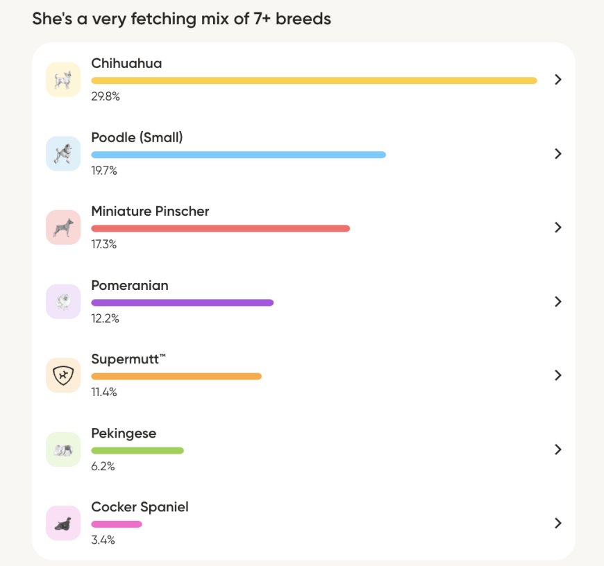 Embark Dog DNA Test Review: My Chiweenie Is Actually a Choodle