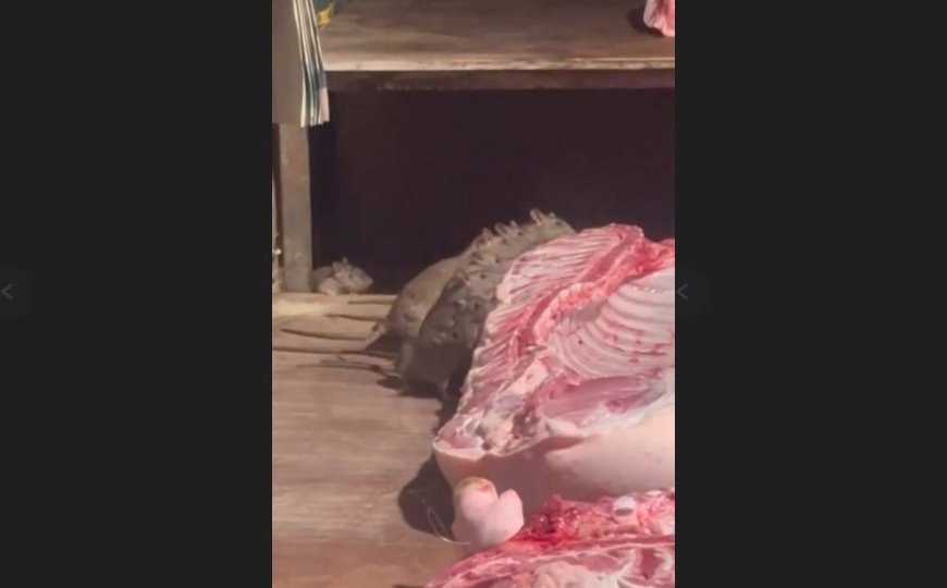 屏東市場豬肉攤「米奇吃尾牙」畫面噁翻　老鼠吃完吊起來繼續賣