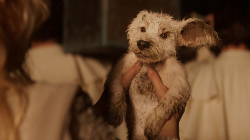 DCU 新作《超级少女》首曝中字超级碗预告，“超狗”小氪回归