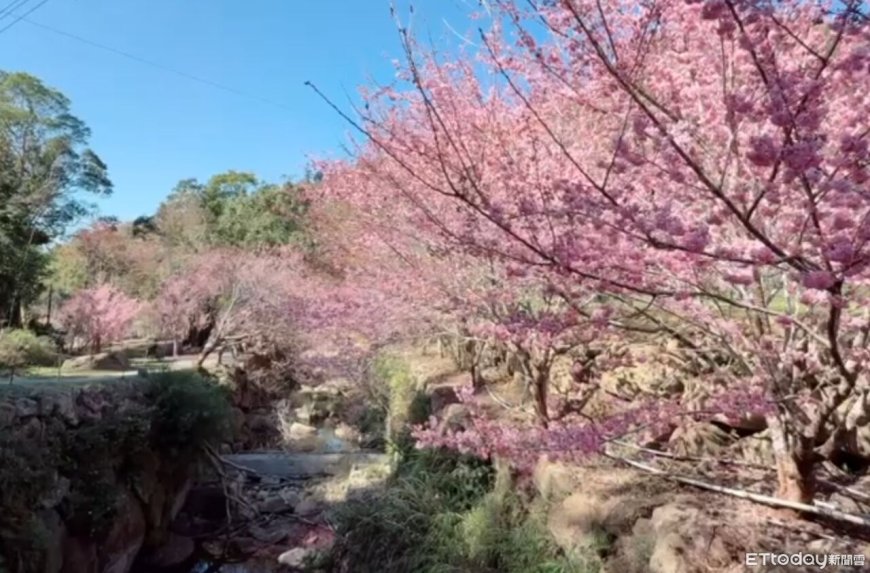 雲林賞櫻攻略！草嶺石壁綻放逾半　古坑櫻花季迎來最佳觀賞期