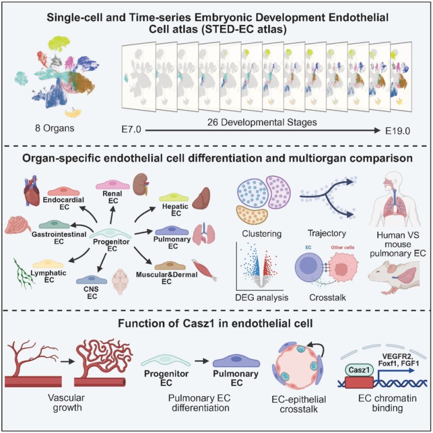 我国科学家破译器官血管“成长地图”，成果登上《细胞》