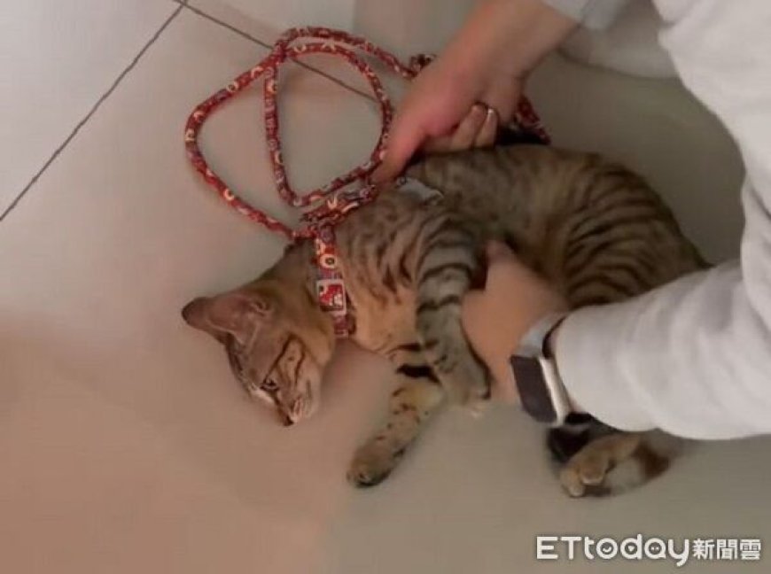 小喵試穿胸背「像中石化術」　軟趴趴突然忘記怎麼走路