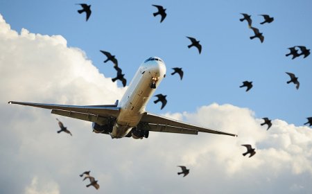 Bird strike forces major airline to turn around after windshield is cracked midair